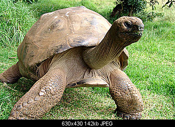     
: jonathantortoise.jpg
: 990
:	142.4 
ID:	1567